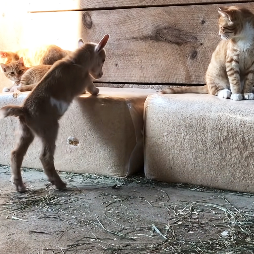 Baby goat and barn kittens