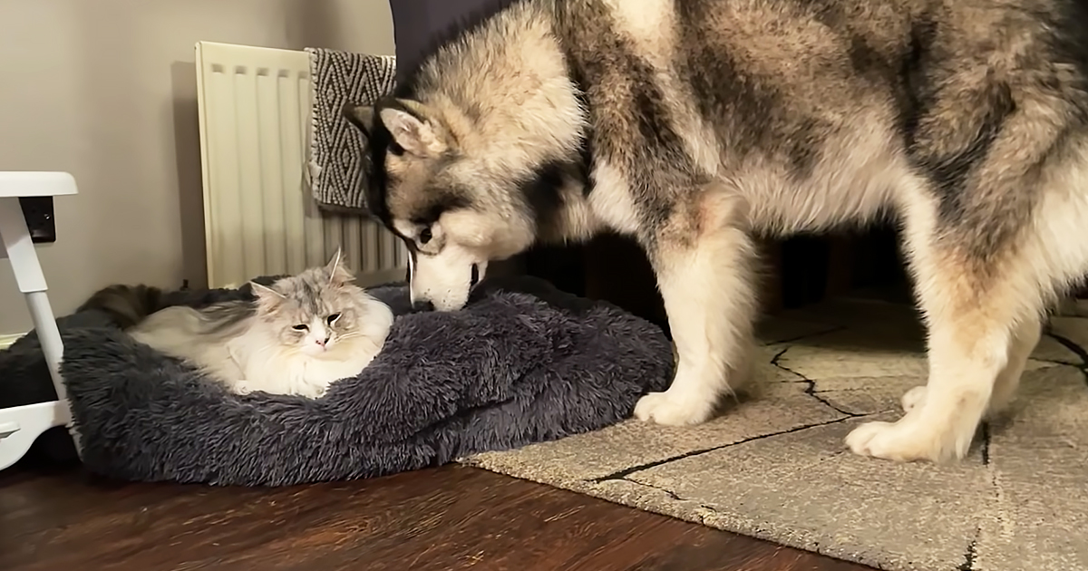 Fearless cat steals Giant Husky’s bed and refuses to budge – Madly Odd!