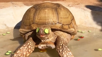 175-pound tortoise