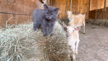 kittens and baby goats