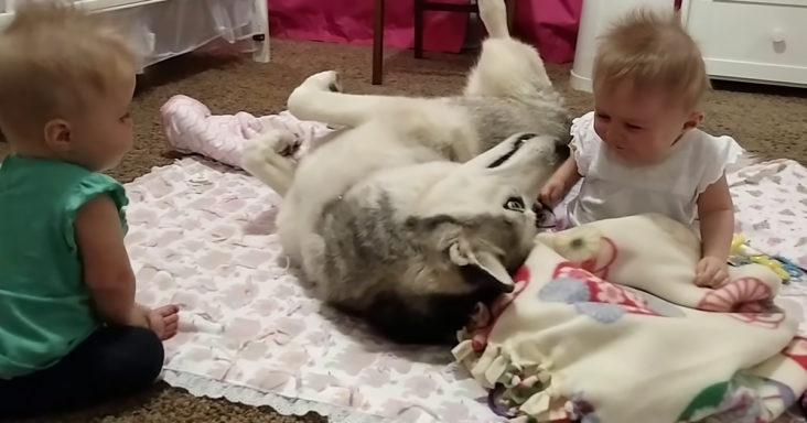 Husky playing with twin babies