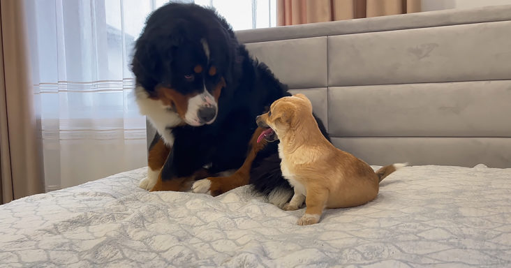 Bernese Mountain dog and puppy