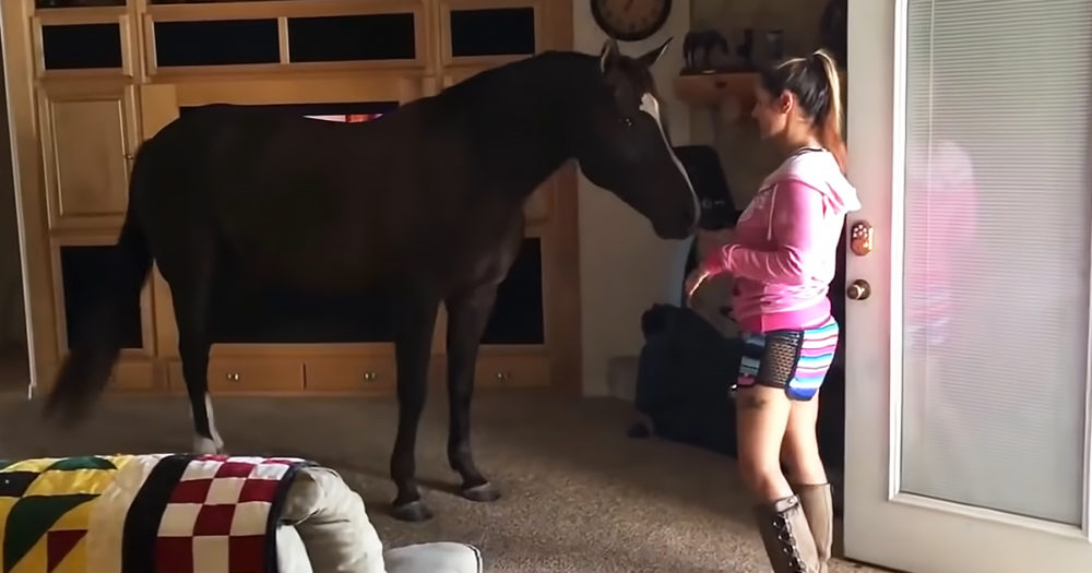 Horse inside living room
