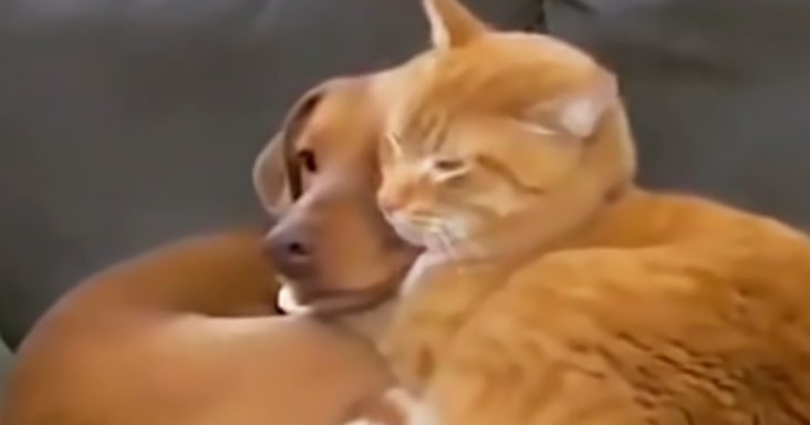 Cat cuddles dog