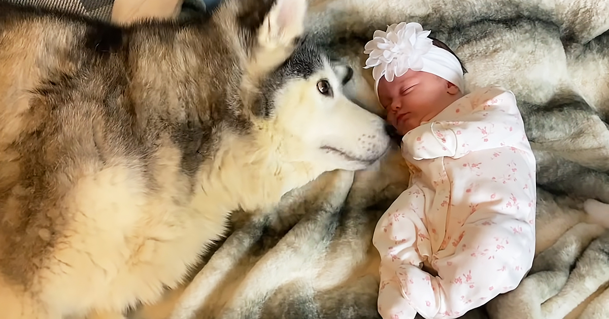 Loving Husky just wants to cuddle with owner’s newborn baby