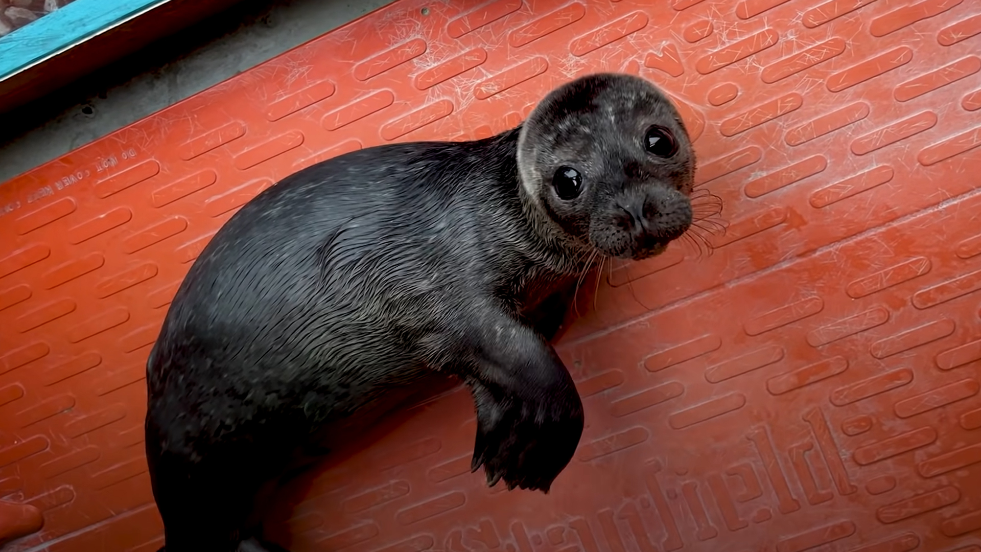 Seal baby Baby seal
