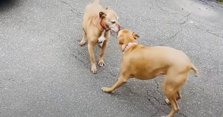 Pitbull puppy and senior pittie