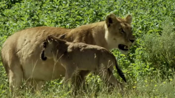 Lioness and wildebeest baby