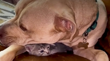 Pit Bull and rescued kitten