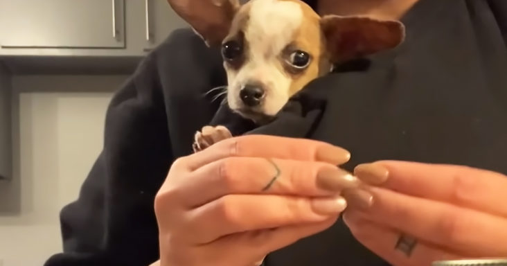 Tiny Rescue Dog