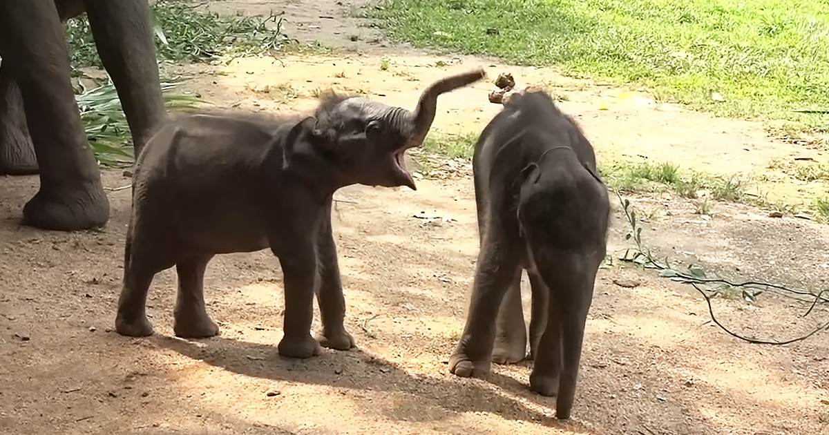 Twin baby elephants have the most adorable gestures while playing – Madly  Odd!