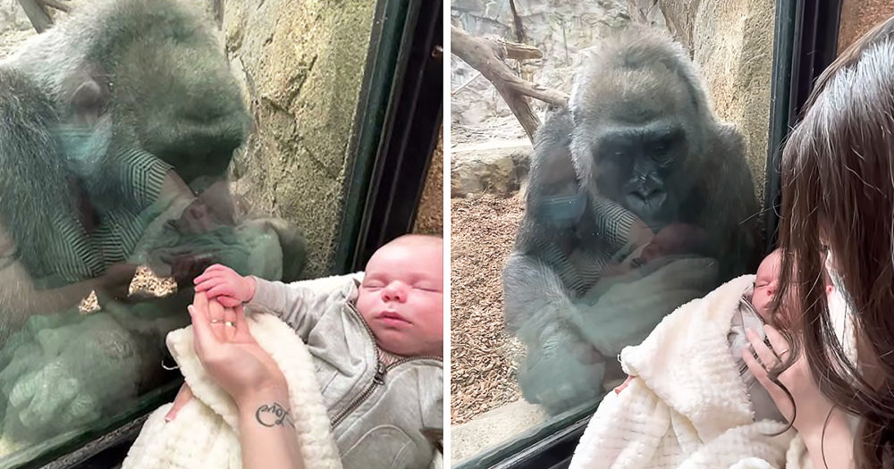 Gorilla and baby