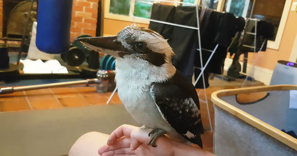 Wild kookaburra