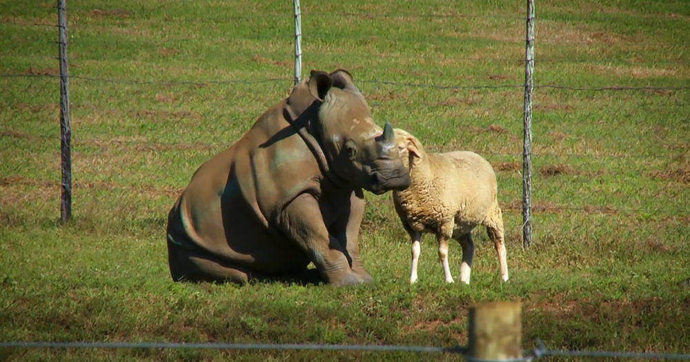 unusual animal relationships