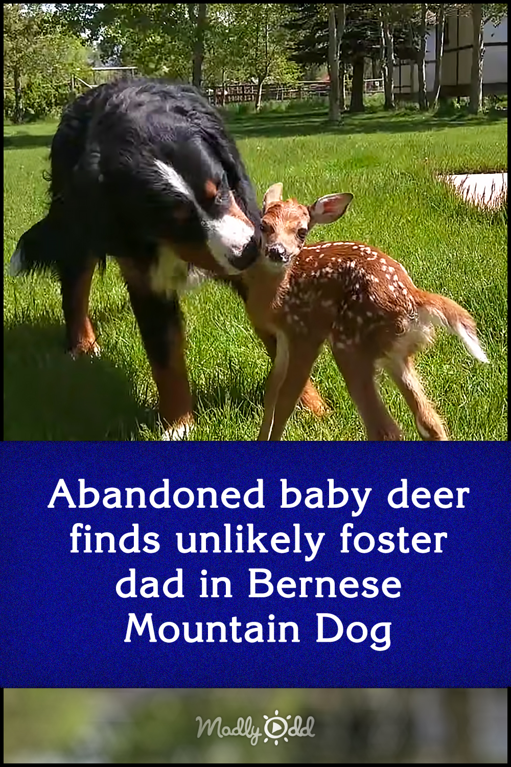 Abandoned baby deer finds unlikely foster dad in Bernese Mountain Dog