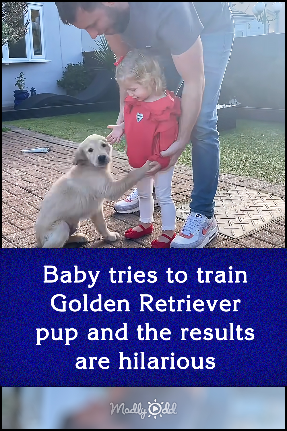 Baby tries to train Golden Retriever pup and the results are hilarious