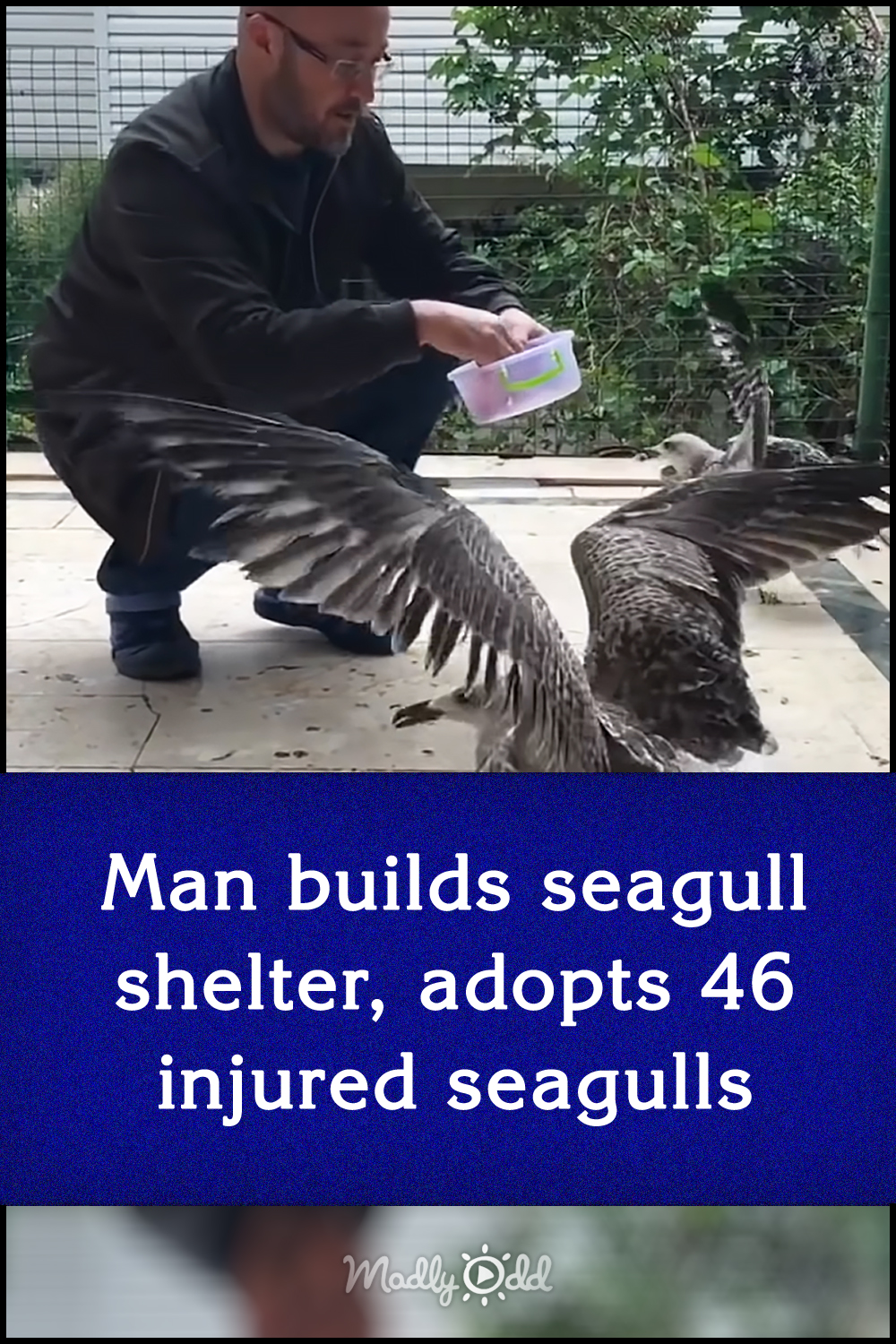 Man builds seagull shelter, adopts 46 injured seagulls