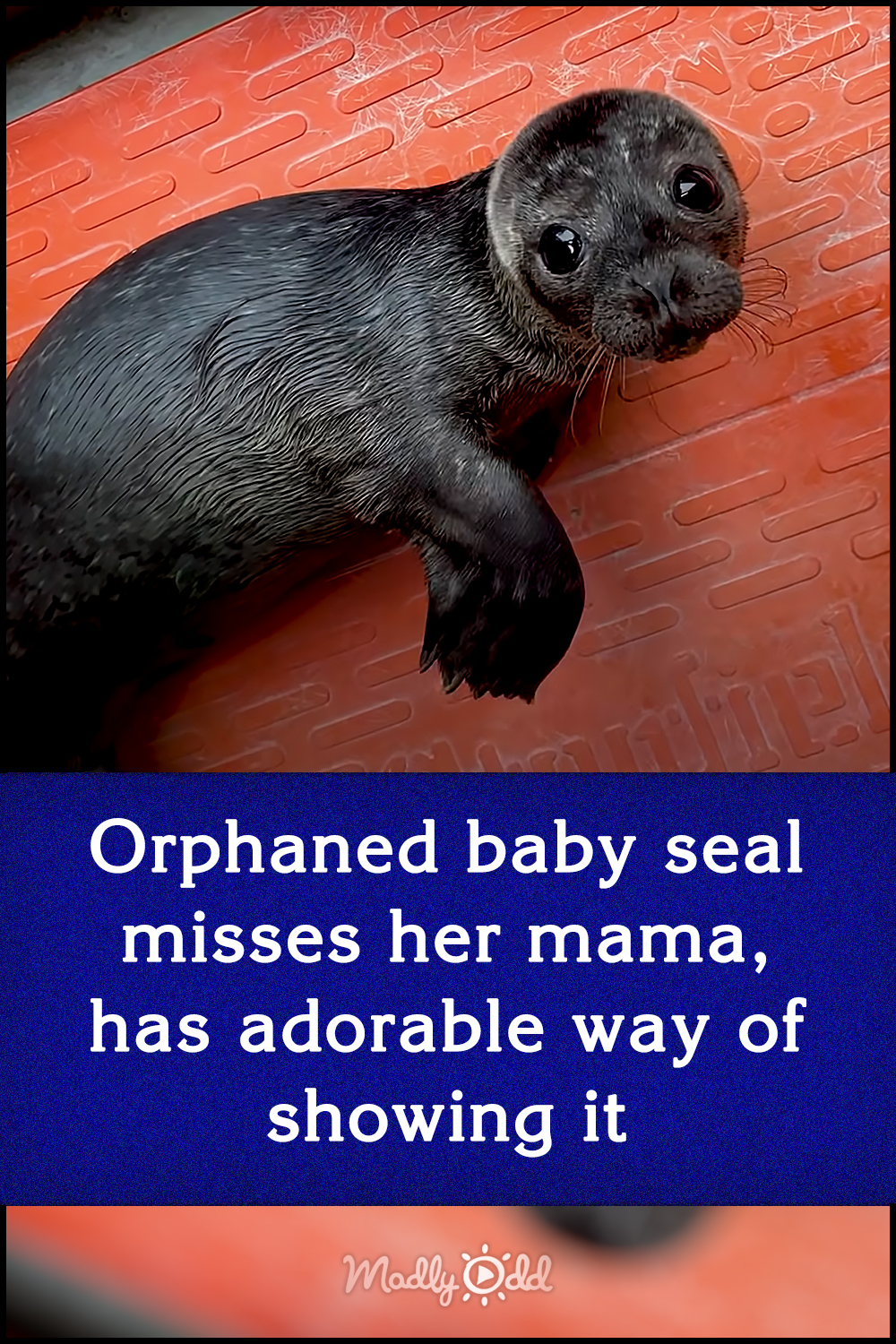 Orphaned baby seal misses her mama, has adorable way of showing it