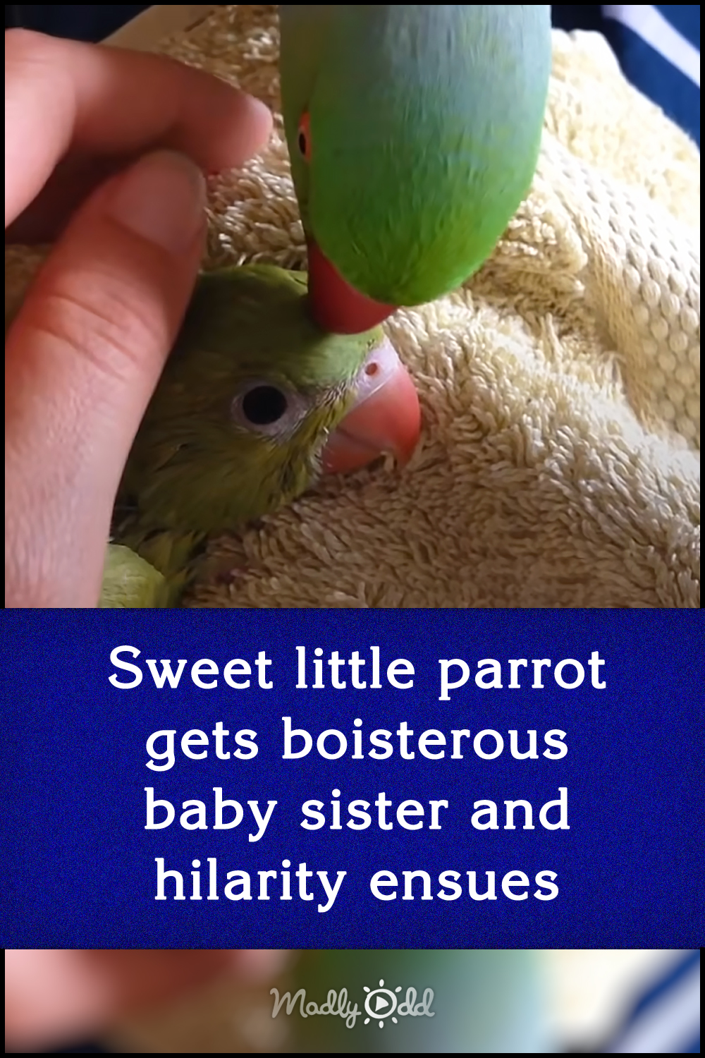 Sweet little parrot gets boisterous baby sister and hilarity ensues