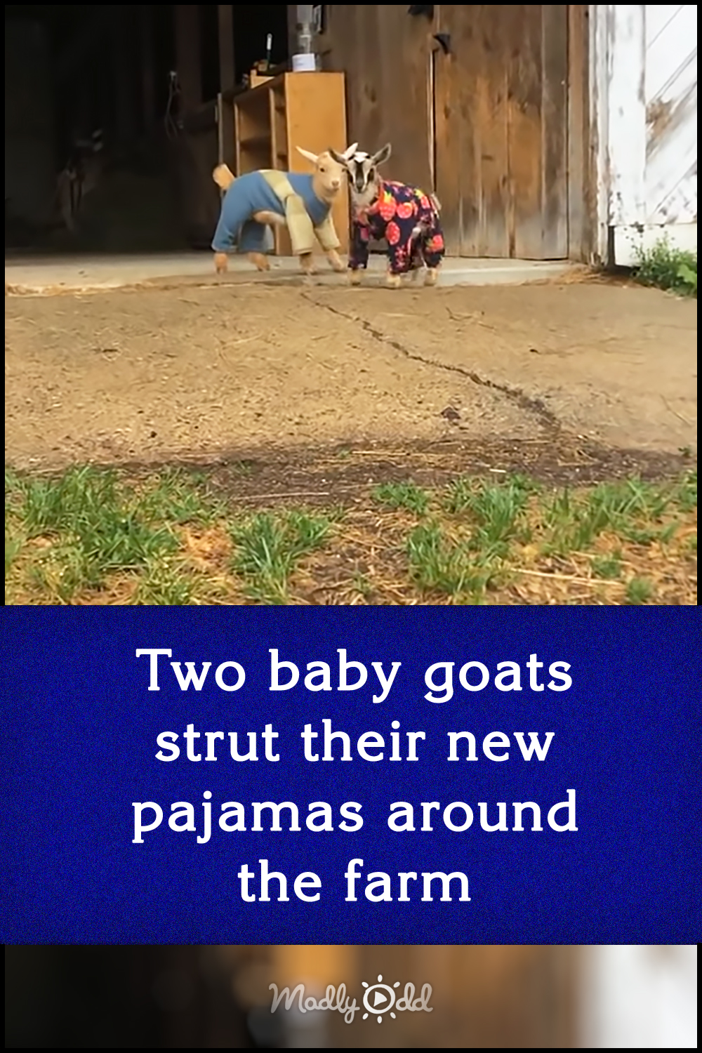 Two baby goats strut their new pajamas around the farm