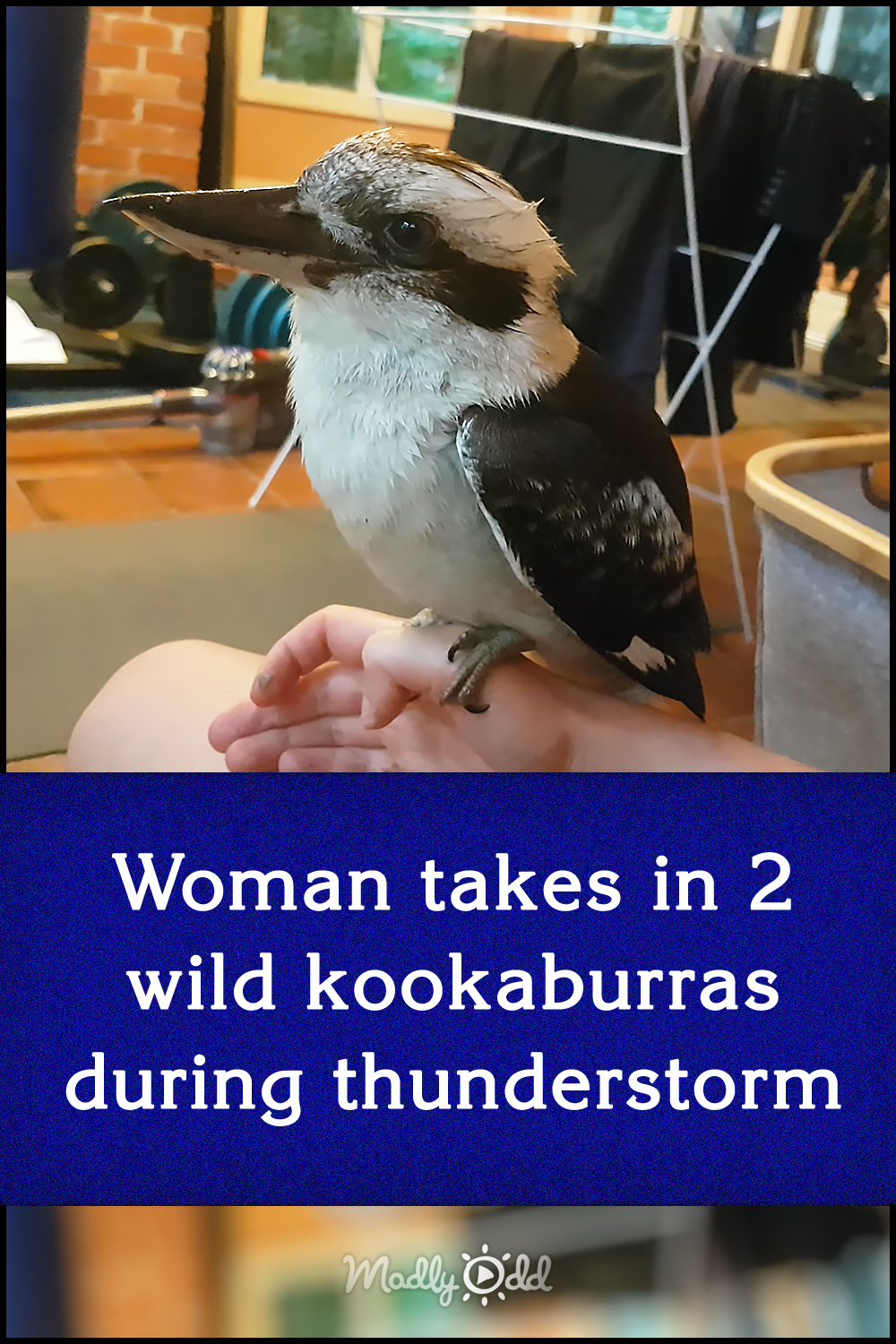 Woman takes in 2 wild kookaburras during thunderstorm