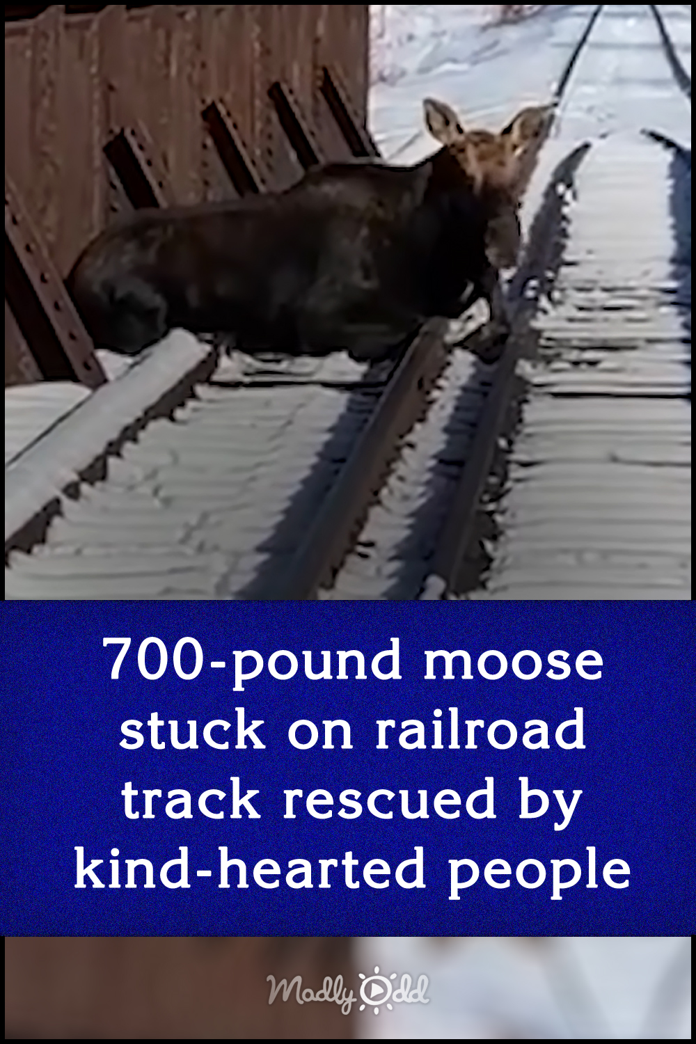 700-pound moose stuck on railroad track rescued by kind-hearted people