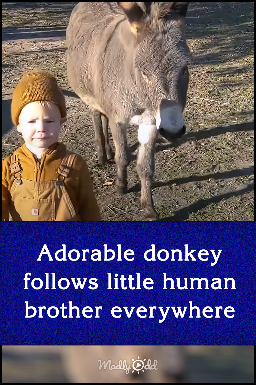 Adorable donkey follows little human brother everywhere