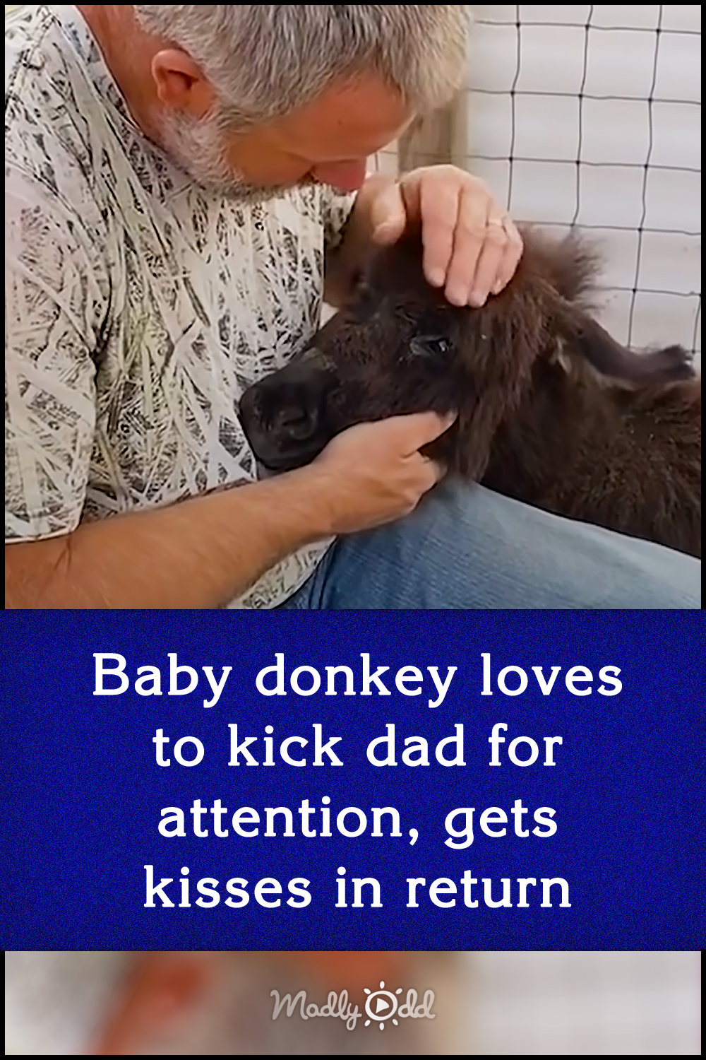 Baby donkey loves to kick dad for attention, gets kisses in return