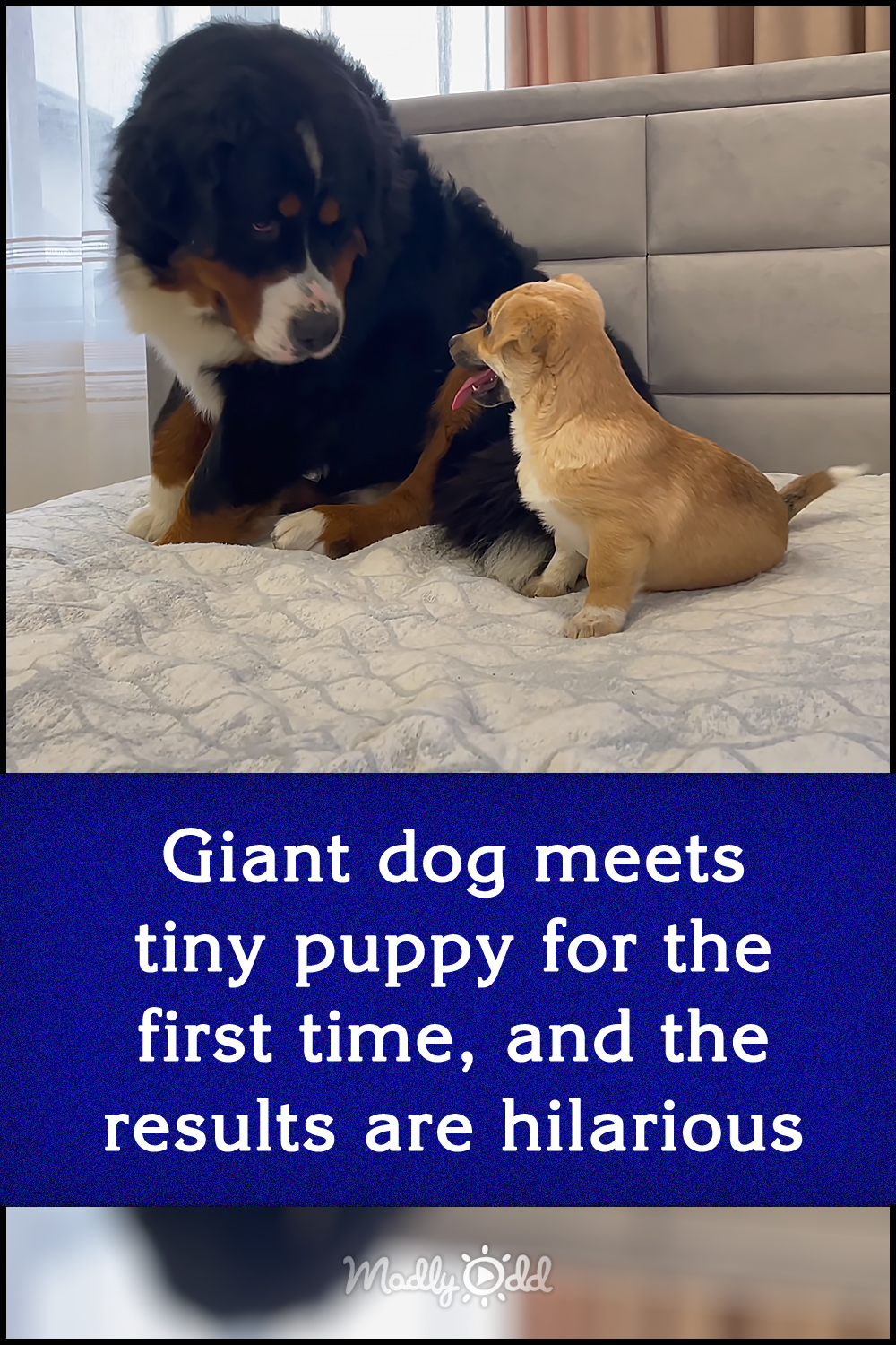 Giant dog meets tiny puppy for the first time, and the results are hilarious