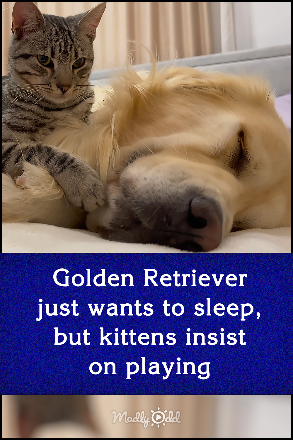 Golden Retriever just wants to sleep, but kittens insist on playing
