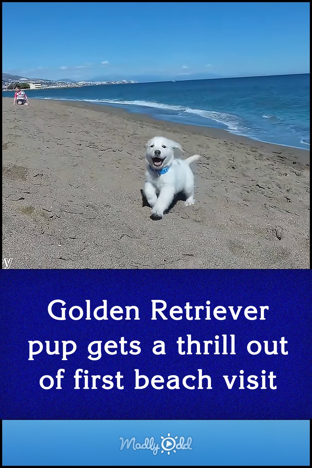 Golden Retriever pup gets a thrill out of first beach visit