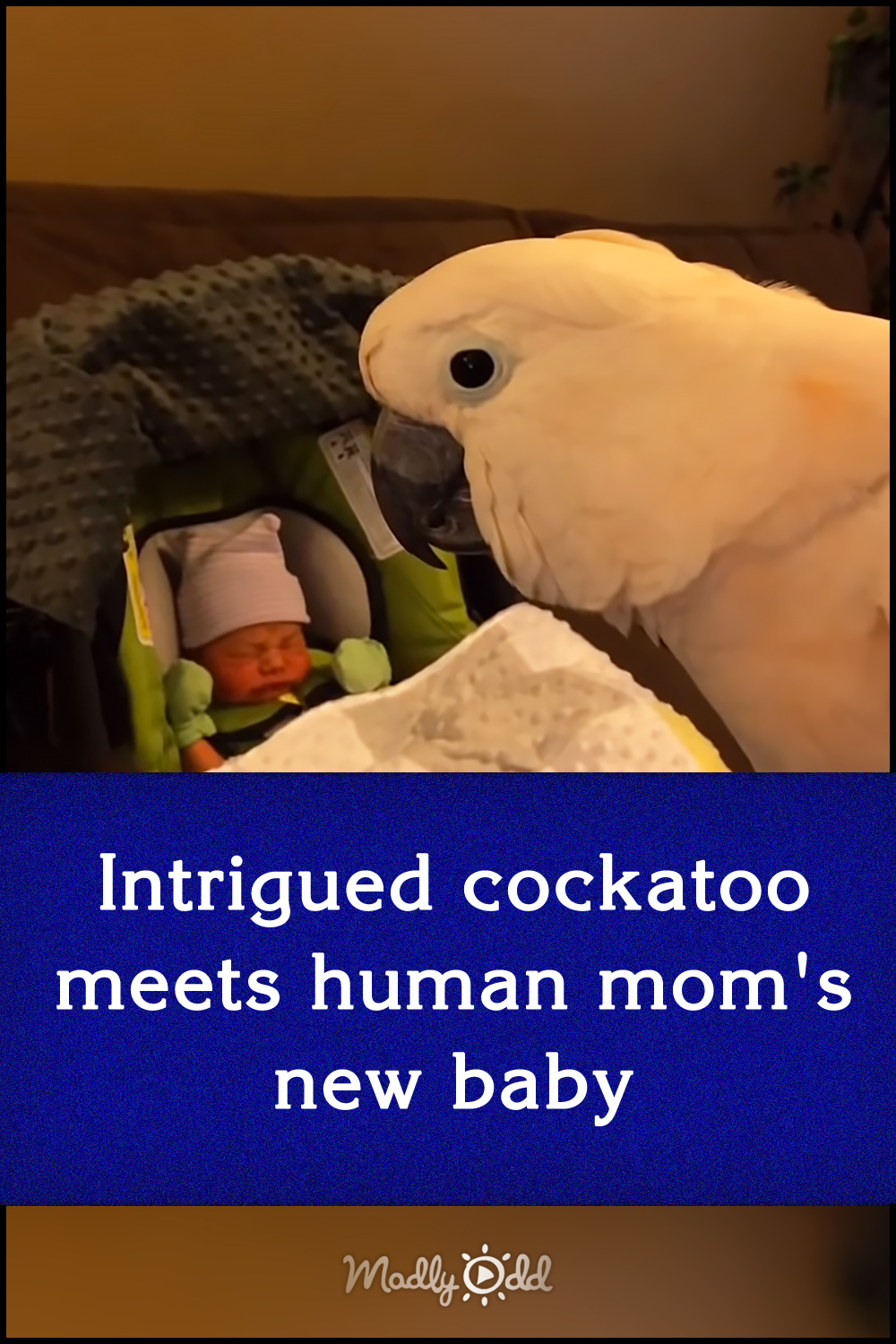 Intrigued cockatoo meets human mom\'s new baby