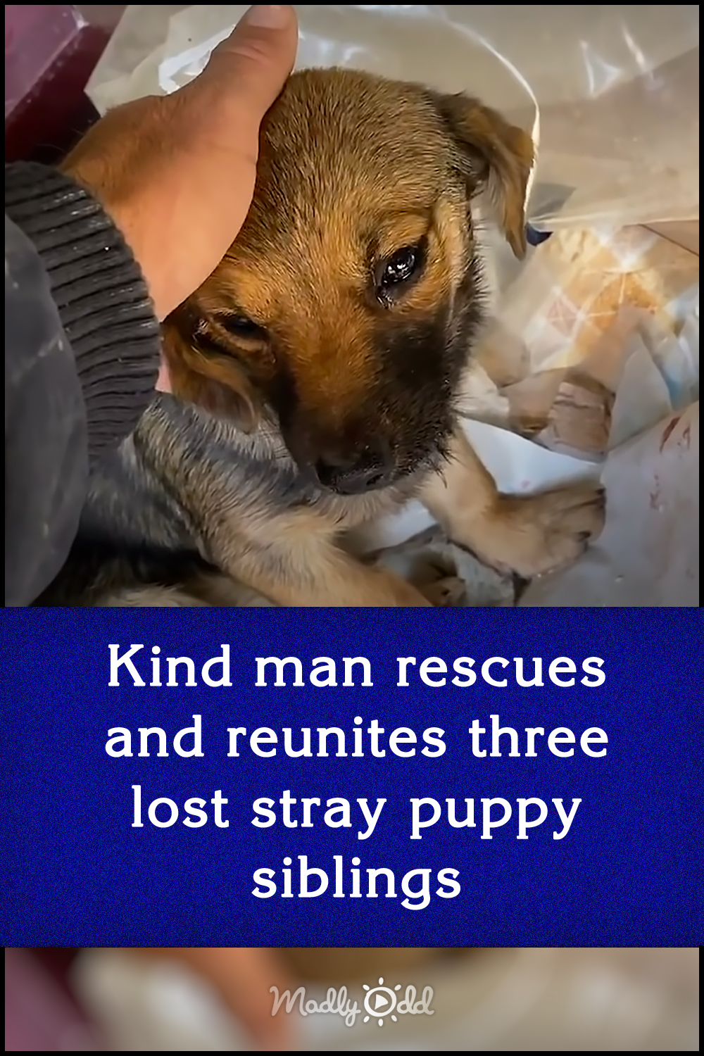 Kind man rescues and reunites three lost stray puppy siblings