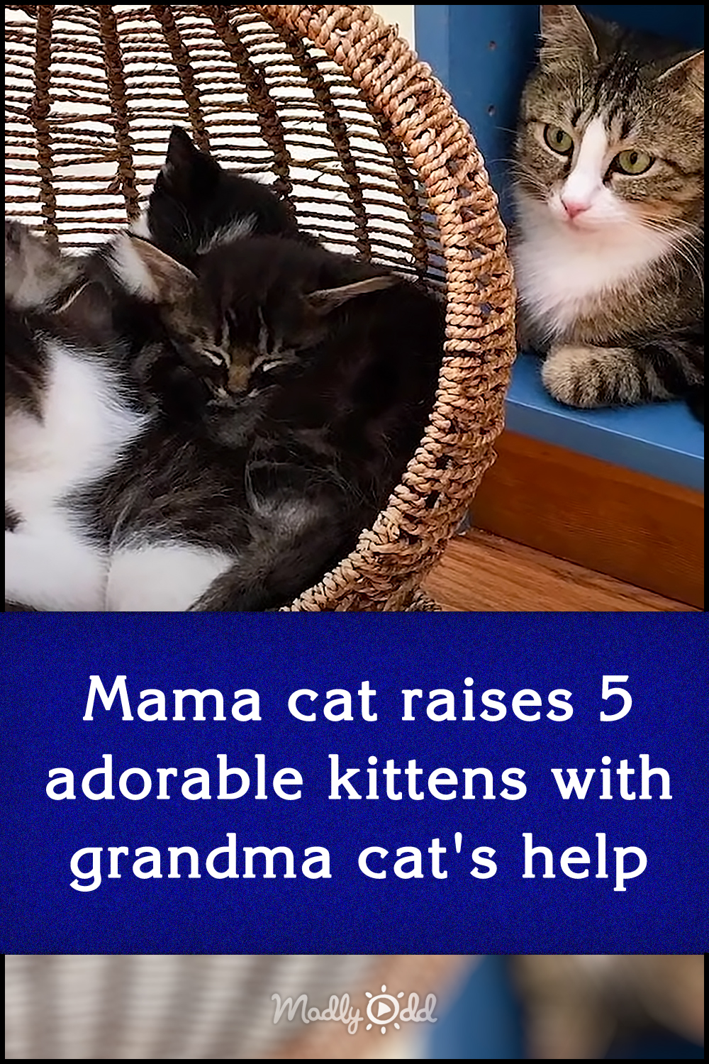 Mama cat raises 5 adorable kittens with grandma cat\'s help