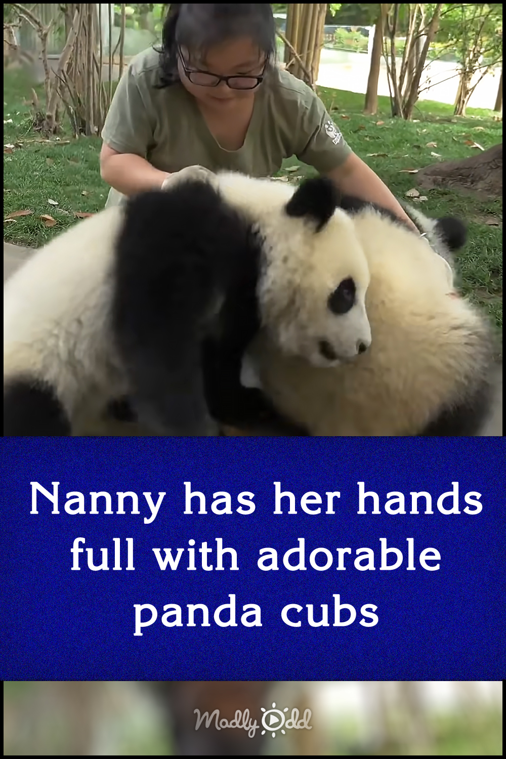 Nanny has her hands full with adorable panda cubs