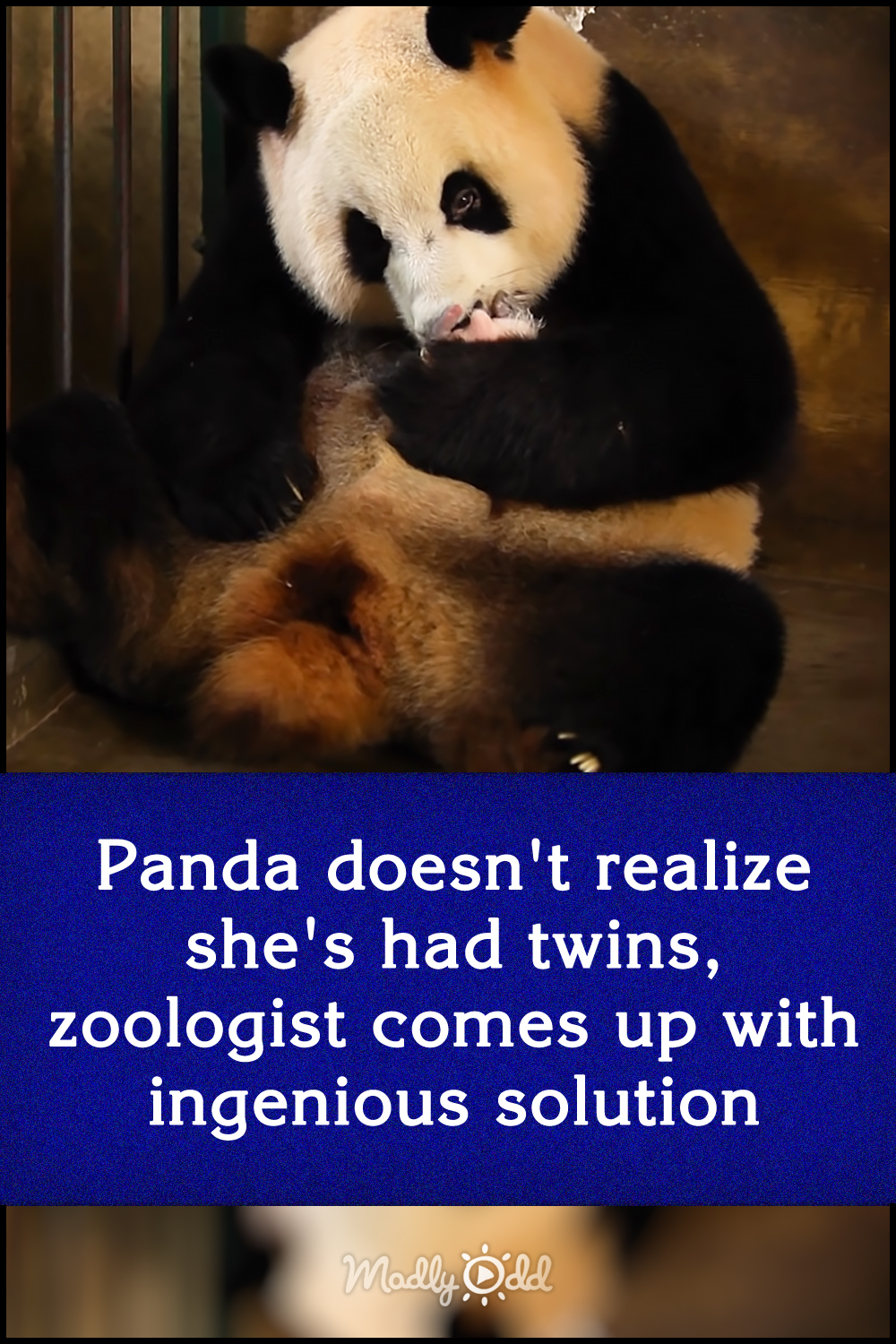 Panda doesn\'t realize she\'s had twins, zoologist comes up with ingenious solution