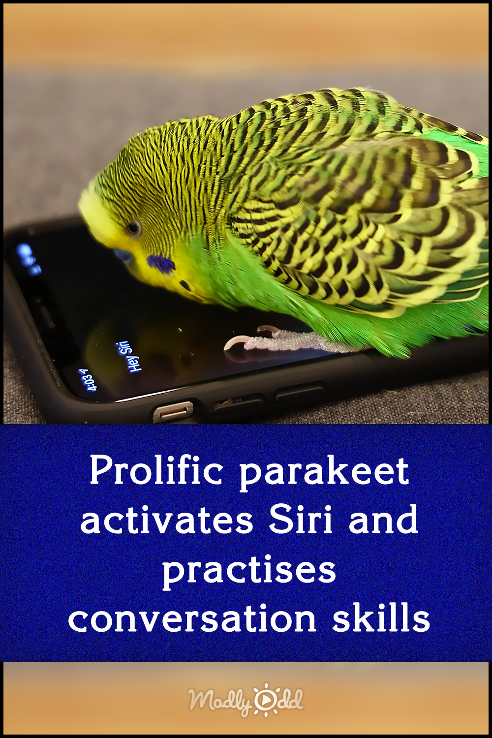 Prolific parakeet activates Siri and practises conversation skills