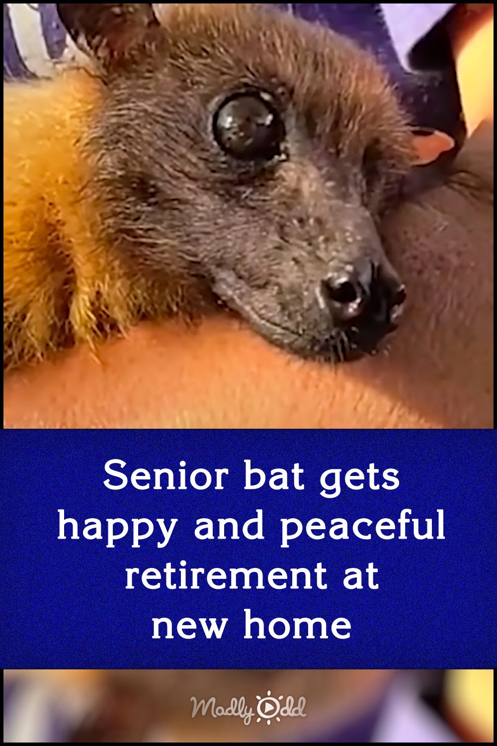 Senior bat gets happy and peaceful retirement at new home