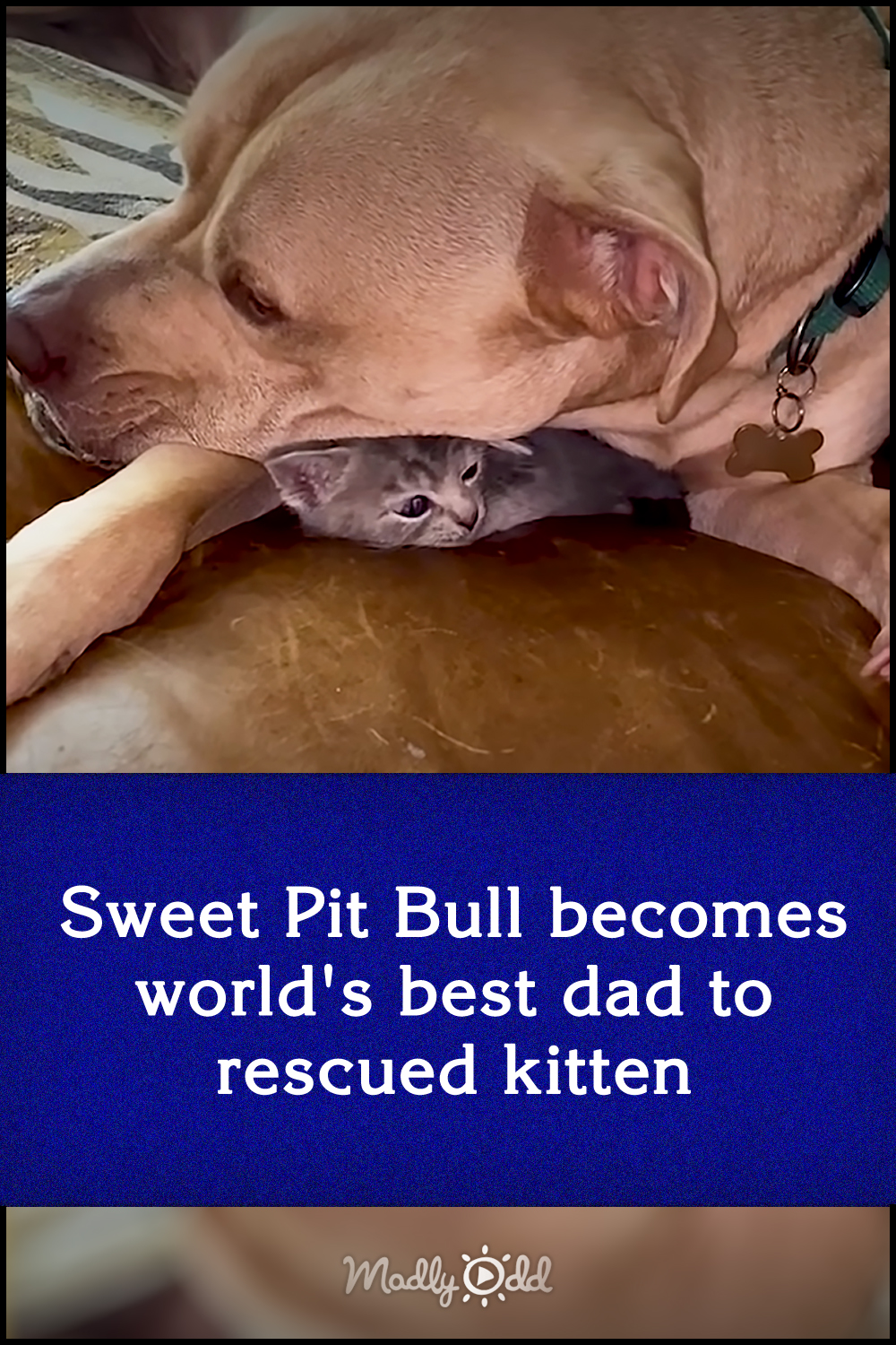 Sweet Pit Bull becomes world\'s best dad to rescued kitten