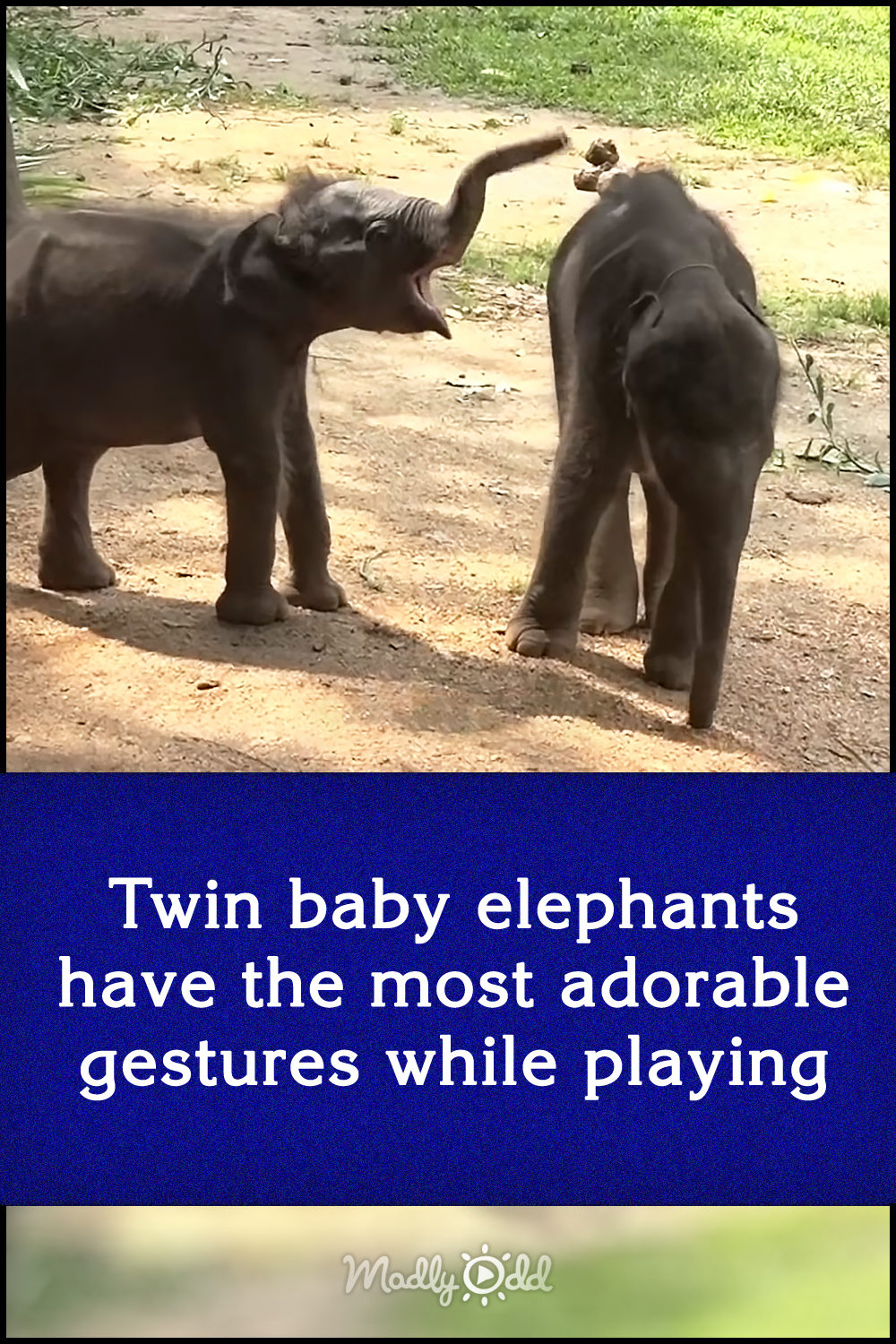 Twin baby elephants have the most adorable gestures while playing