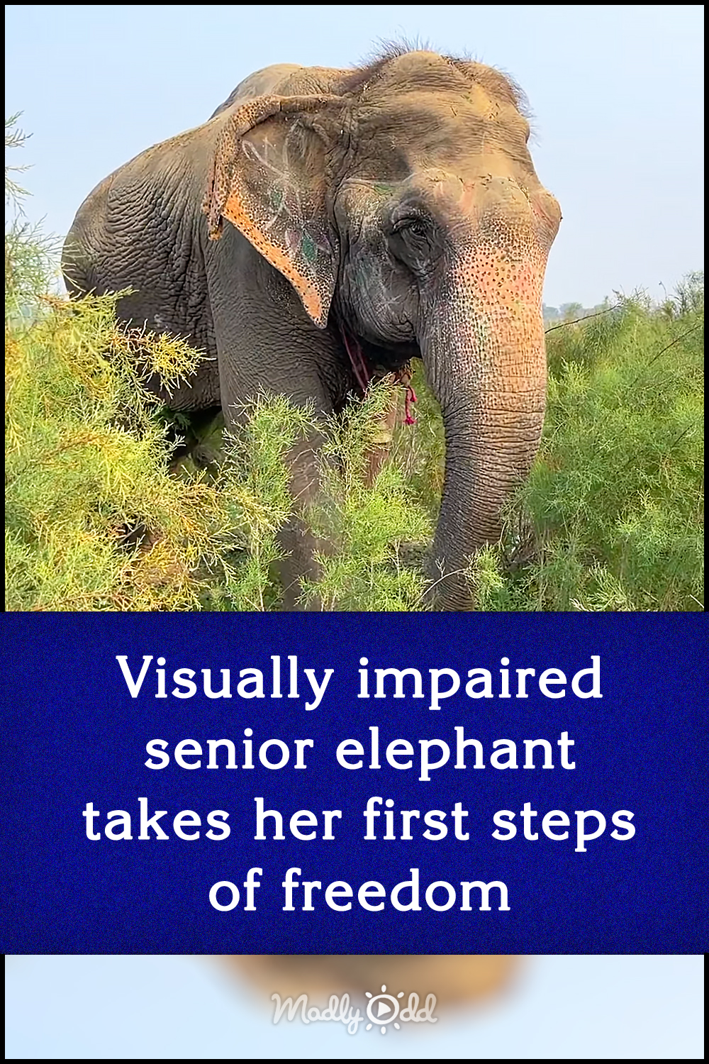Visually impaired senior elephant takes her first steps of freedom