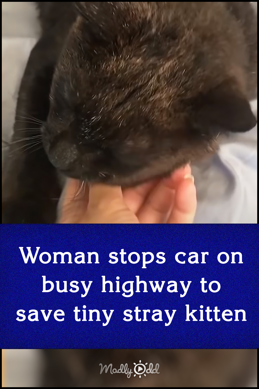 Woman stops car on busy highway to save tiny stray kitten