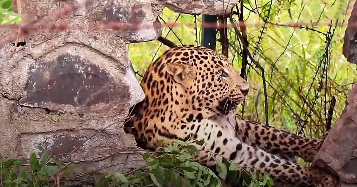 Leopard stuck in barbed wire