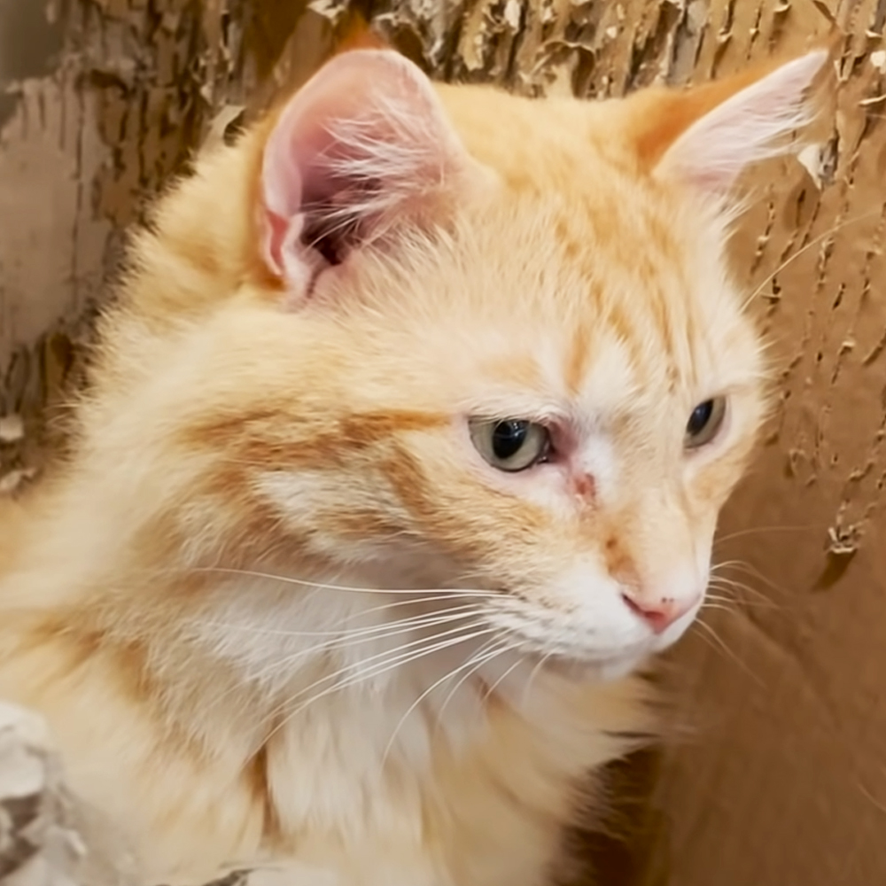 Cat can’t give up his favorite cardboard box, even after shredding it