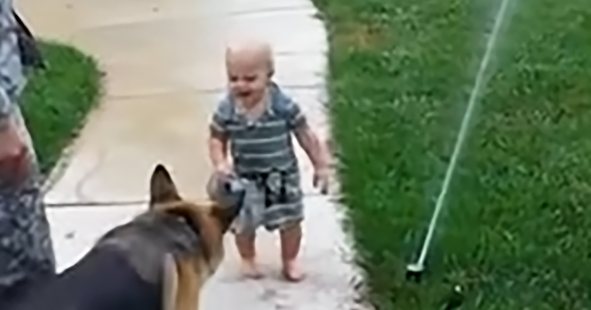 German Shepherd and toddler