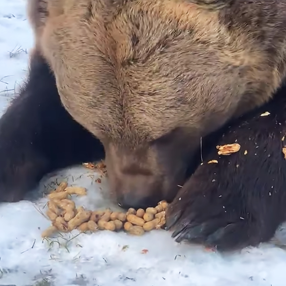 Bear shells peanuts