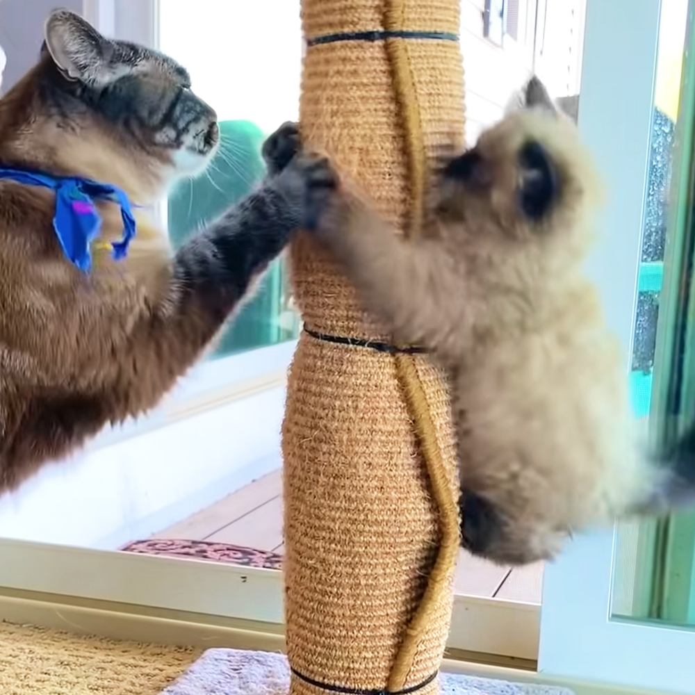 Curated visual reference: Visual Reference: Clingy Cat Gets New Kitten Brother To Help With Separation