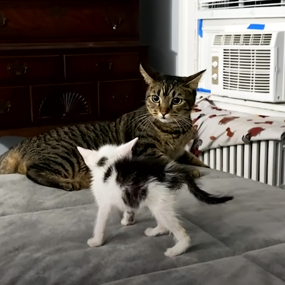 Kitten and cat