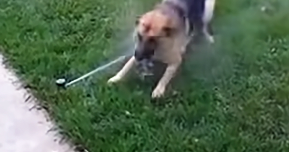German Shepherd