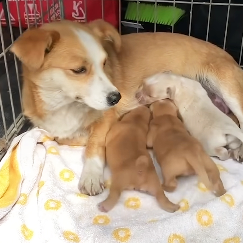 Mama dog and adorable puppies